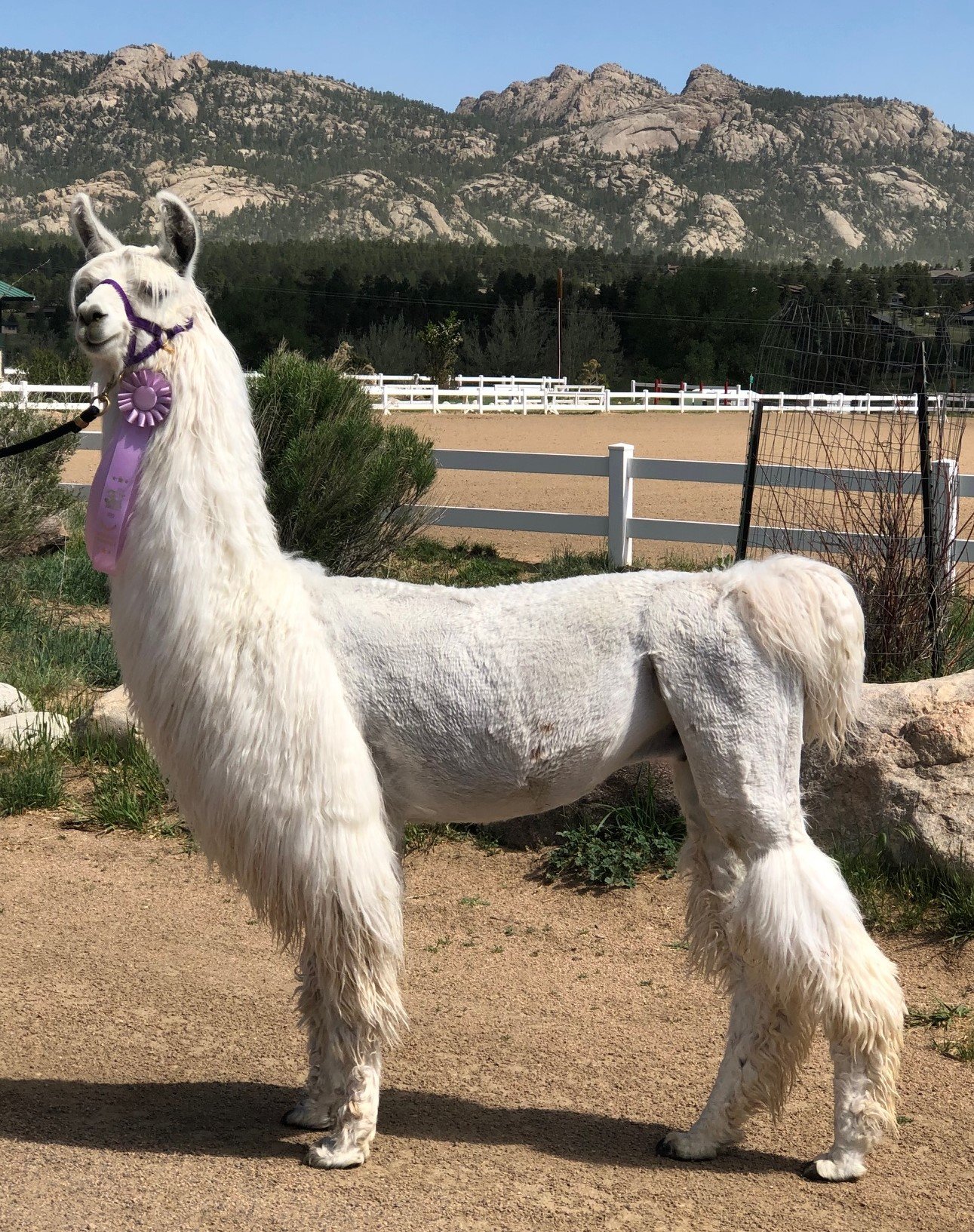 A white llama stands proudly in a scenic outdoor setting, wearing a purple ribbon around its neck, with rocky mountains and a green landscape in the background.