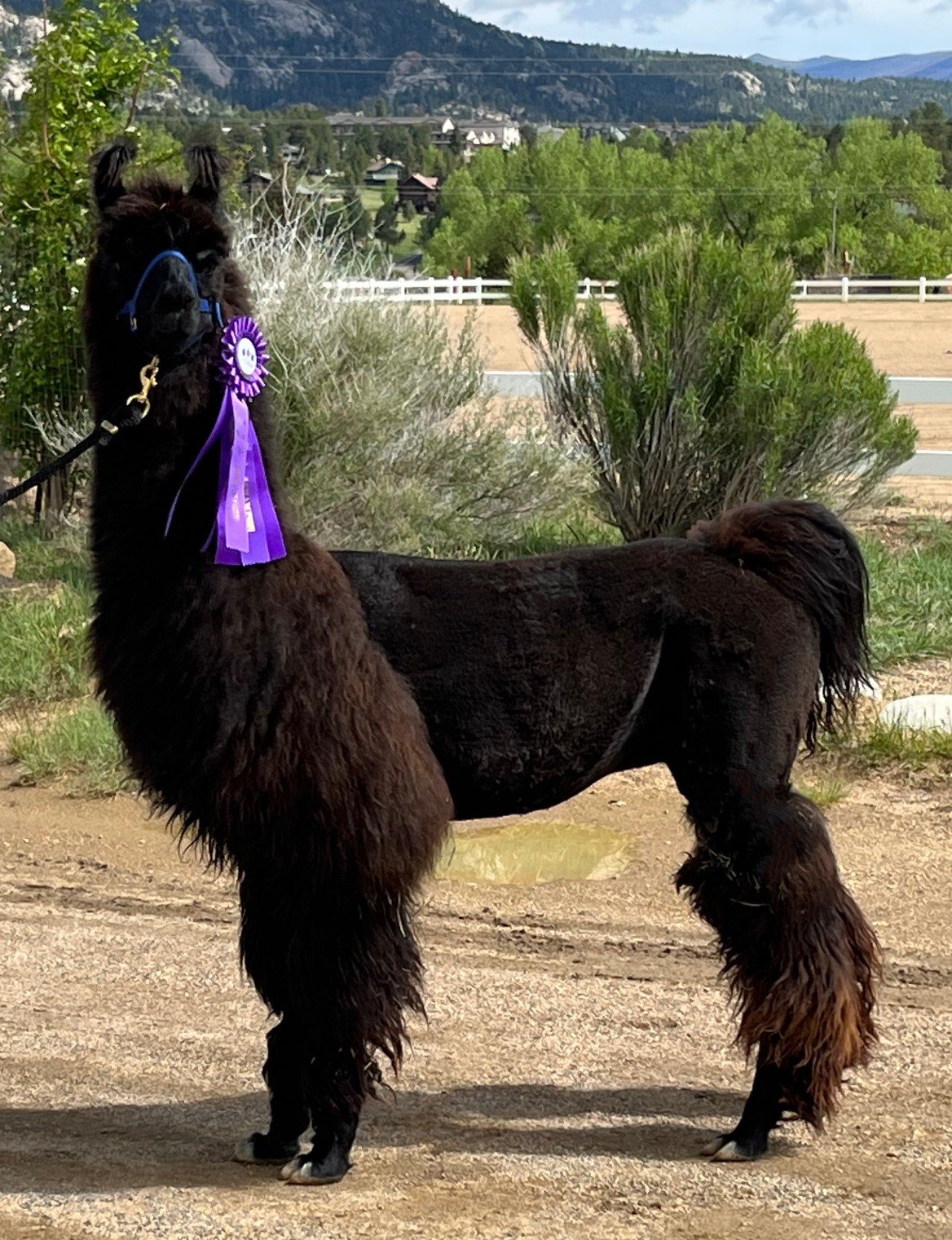 Black llama standing proudly outdoors with a purple award ribbon, surrounded by greenery and mountains in the background.