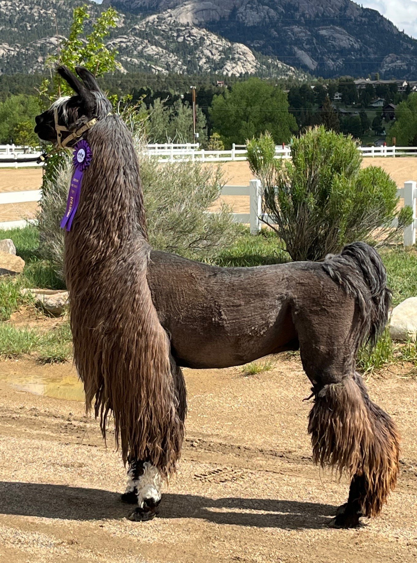 A proud llama standing in profile with long, flowing fur, adorned with a purple ribbon, set against a scenic backdrop of mountains and greenery.