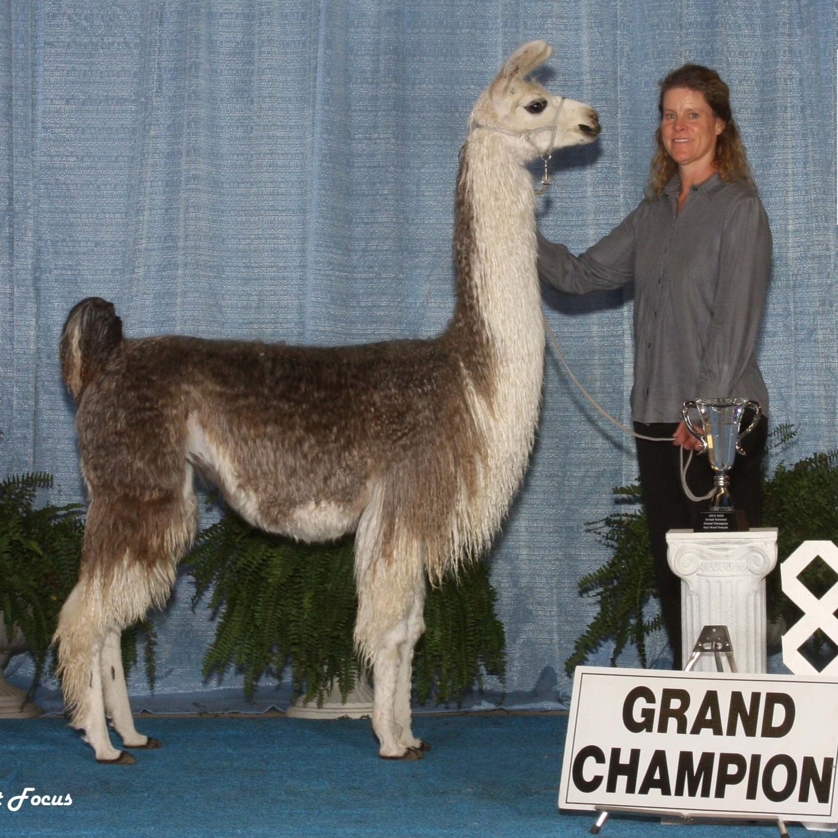 A woman stands next to a Grand Champion llama at an award ceremony, showcasing the llama's distinctive gray and white coat. The scene features a trophy on display and a blue backdrop, highlighting the achievement in llama showing.