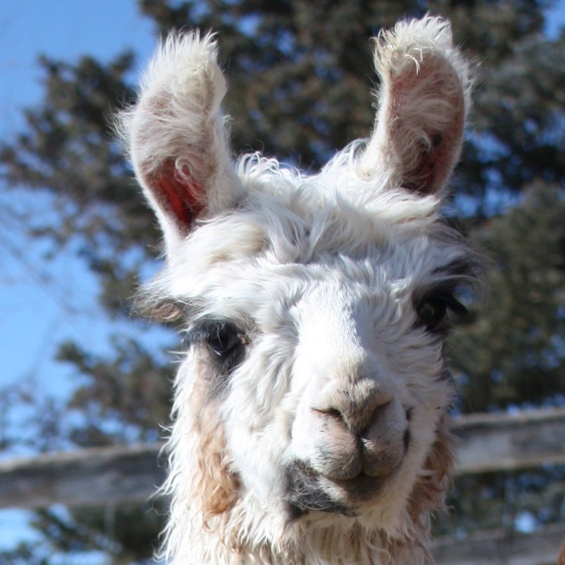 Close-up of a white and brown llama with distinctive ears, set against a blue sky and blurred trees in the background. The llama's expressive eyes and fluffy coat are prominently featured, showcasing its unique features.