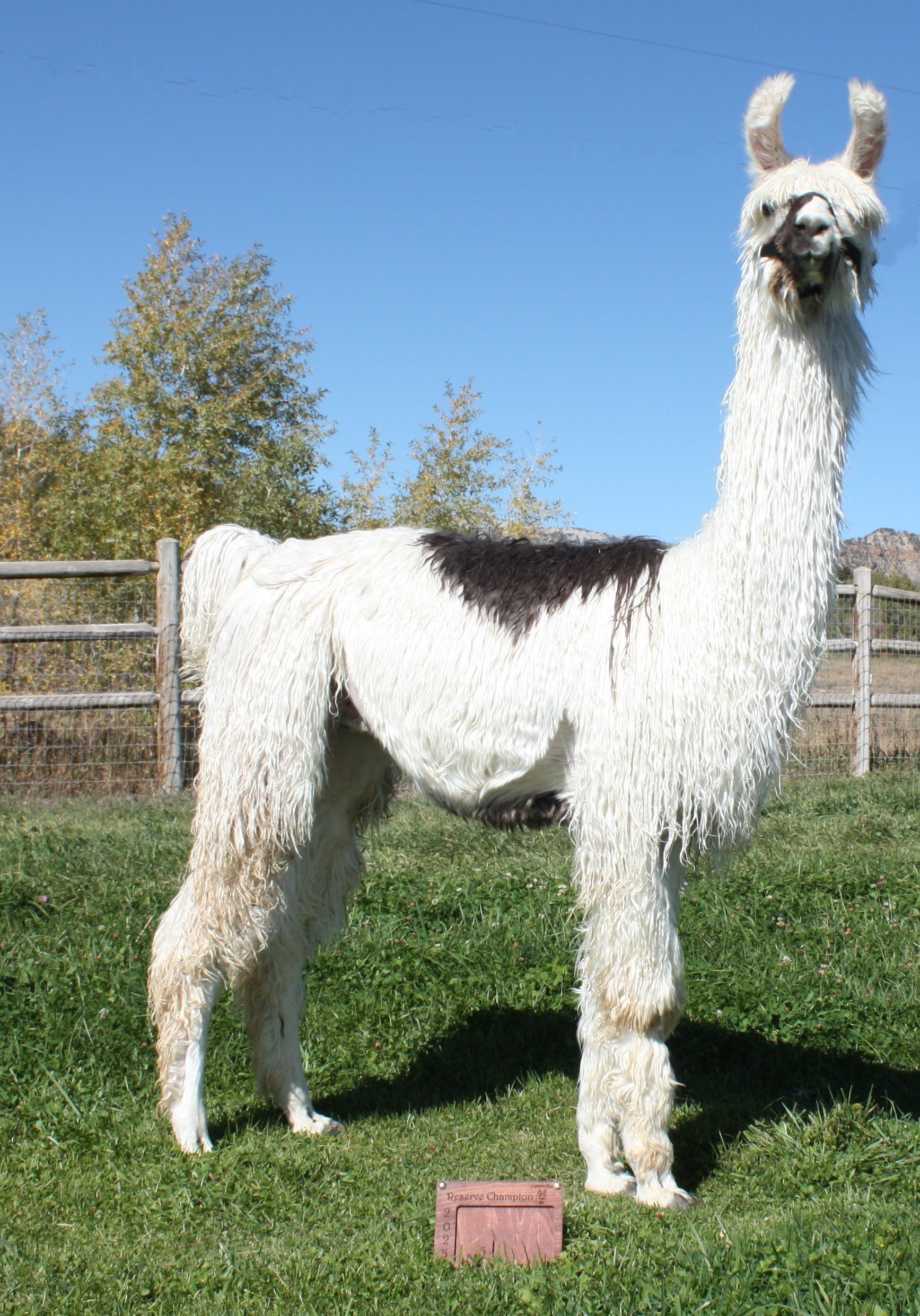 Odin+Fallama+Fest+25 A tall, fluffy white llama with a black patch on its side stands in a grassy field under a clear blue sky, showcasing its unique coat and alert demeanor. A sign reading "Reserve Champion 2012" is positioned in front of the llama.